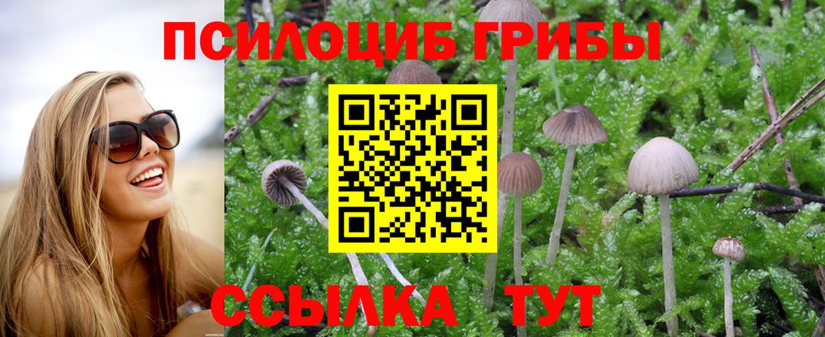 Псилоцибиновые грибы Cubensis Тула